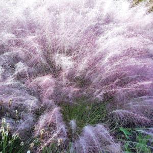 Park Seed Muhlenbergia capillaris