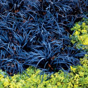 Park Seed Ophiopogon planiscapus ‘Nigrescens’