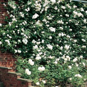Park Seed Rose ‘Climbing Iceberg’
