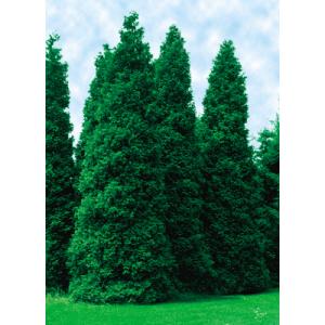 Park Seed Thuja ‘Green Giant’