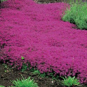 Park Seed Thymus coccineus
