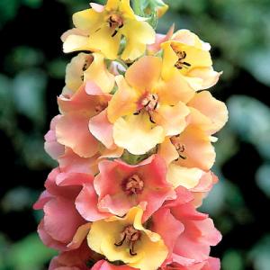 Park Seed Verbascum ‘Carribean Crush’