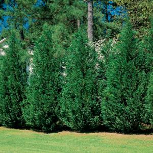 Park Seed x Cupressocyparis leylandii (Leyland Cypress)