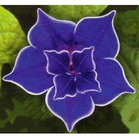 Picotee Blue Morning Glory 10 Seeds