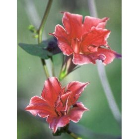 Picotee Red Morning Glory 15 Seeds