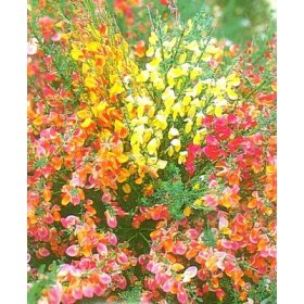 Scotch Gypsy Broom Perennial 50 Seeds - Cytisus