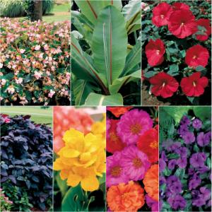 Sunny Tropical Garden