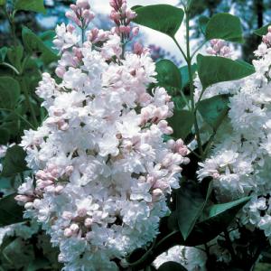 Syringa ‘Krasavitsa Moskvy’