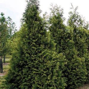 Thuja ‘Steeple Chase’ PP#16,094