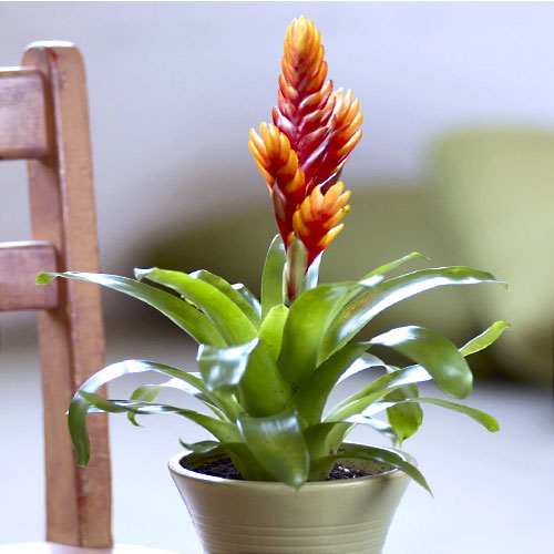 Tropical Bromeliad