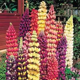 Tutti Frutti Lupine 20 Seeds -Lupinus