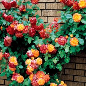 Park Seed Rose Climbing Joseph’s Coat