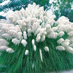 White Pampas Grass 200 Seeds- Cortaderia
