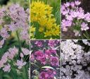 A Big Mix of Little Alliums
