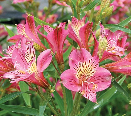 Alstroemeria Mauve Majesty