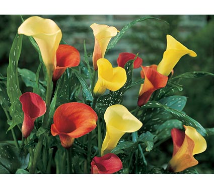 Amazon Sunset Calla Lily Mix
