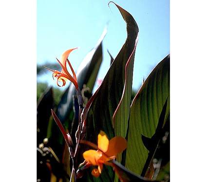 Canna Intrigue