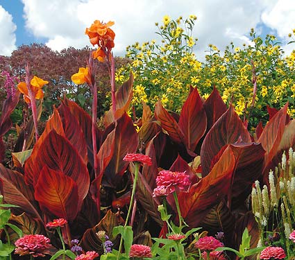 Canna Tropicanna