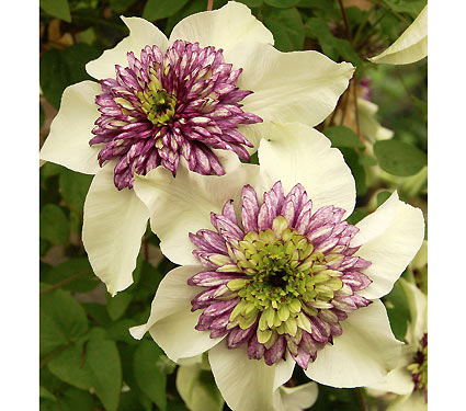 Clematis florida Sieboldii