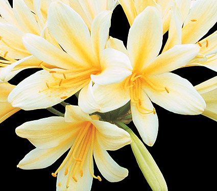 Clivia Golden Dragon