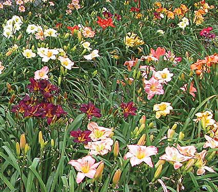 Crescendo Hemerocallis (Daylily) Collection