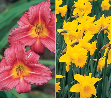 Daffodils and Daylilies Collaboration