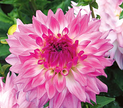 Dahlia Ace Summer Emotions