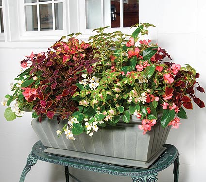 Dappled Delight Annual Collection