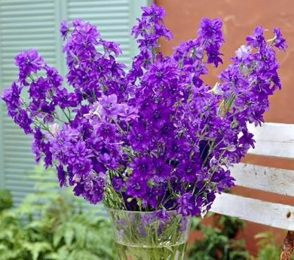 Delphinium elatum Purple Passion