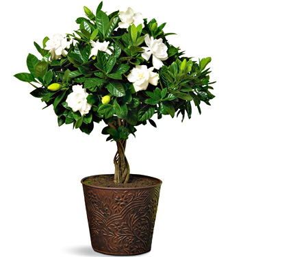 Gardenia Topiary in Cachepot
