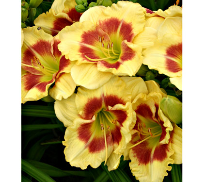 Hemerocallis Wings of Chance