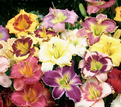 Hemerocallis Woodside Daylily Mix