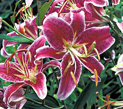 Lilium Star Gazer