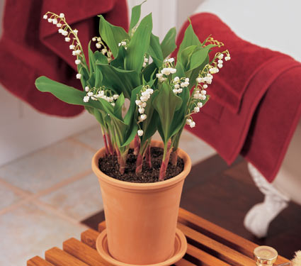 Lily-of-the-Valley, 12 pips, potting soil, Long Tom terra-cotta pot
