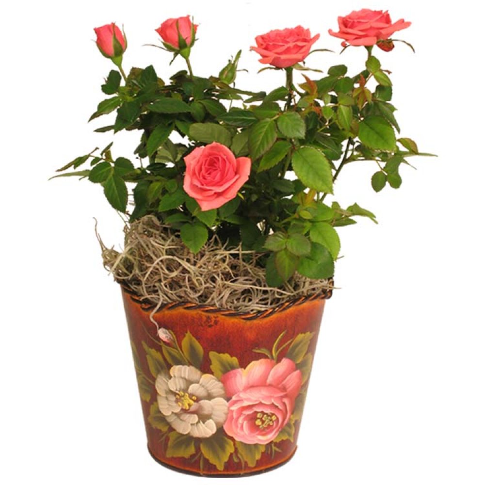 Live Plant - Tea Rose Planter 4 Inches - with Roses