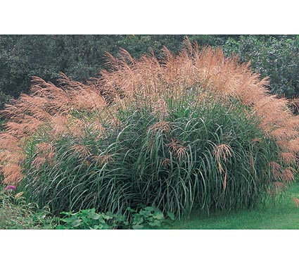 Miscanthus sinensis Silver Feather
