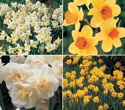Narcissus The Classics Mixture