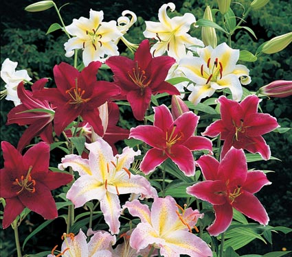 Oriental Lilium Mix The Perfumed Garden
