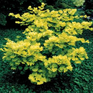 Park Seed Acer shirasawanum ‘Aureum’