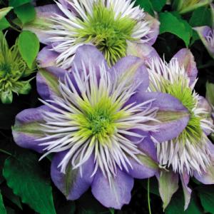 Park Seed Clematis Crystal Fountain