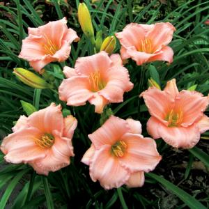 Park Seed Hemerocallis ‘On and On’