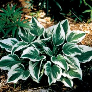 Park Seed Hosta ‘Fair Maiden’