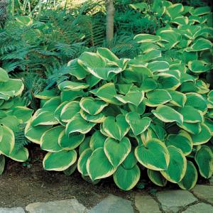 Park Seed Hosta ‘Shade Fanfare’