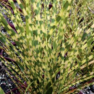 Park Seed Miscanthus ‘Gold Bar’