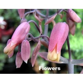 Pink Mother of Thousands