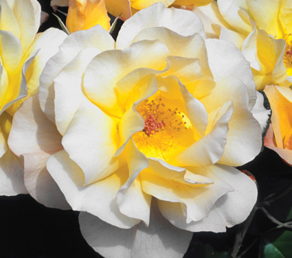 Rosa Lemon Meringue