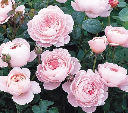 Rosa Queen Of Sweden
