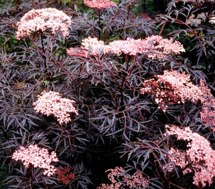 Sambucus Black Lace