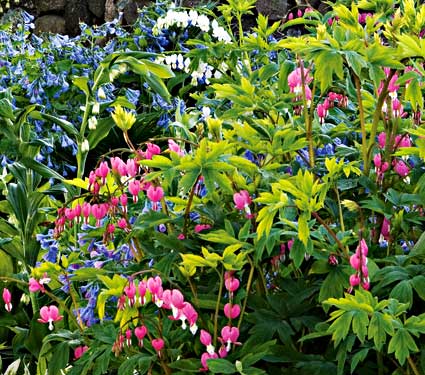 Shade Garden