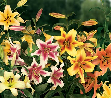 Sweet Sensation — Orienpet Lily Mix